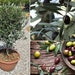 see more listings in the Tree / Bonsai Seeds section