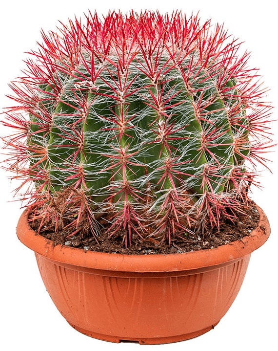 Mexican Lime Cactus (ferocactus Pilosus) | 25 Seeds | Same Day Dispatch -  Etsy Denmark