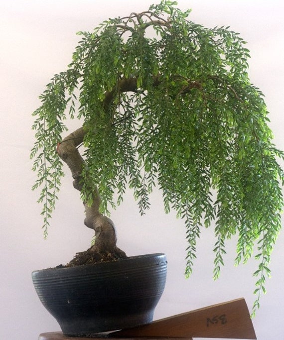 Weeping tea tree! RARE! Hardy!!! Ideal indoor or outdoor bonsai