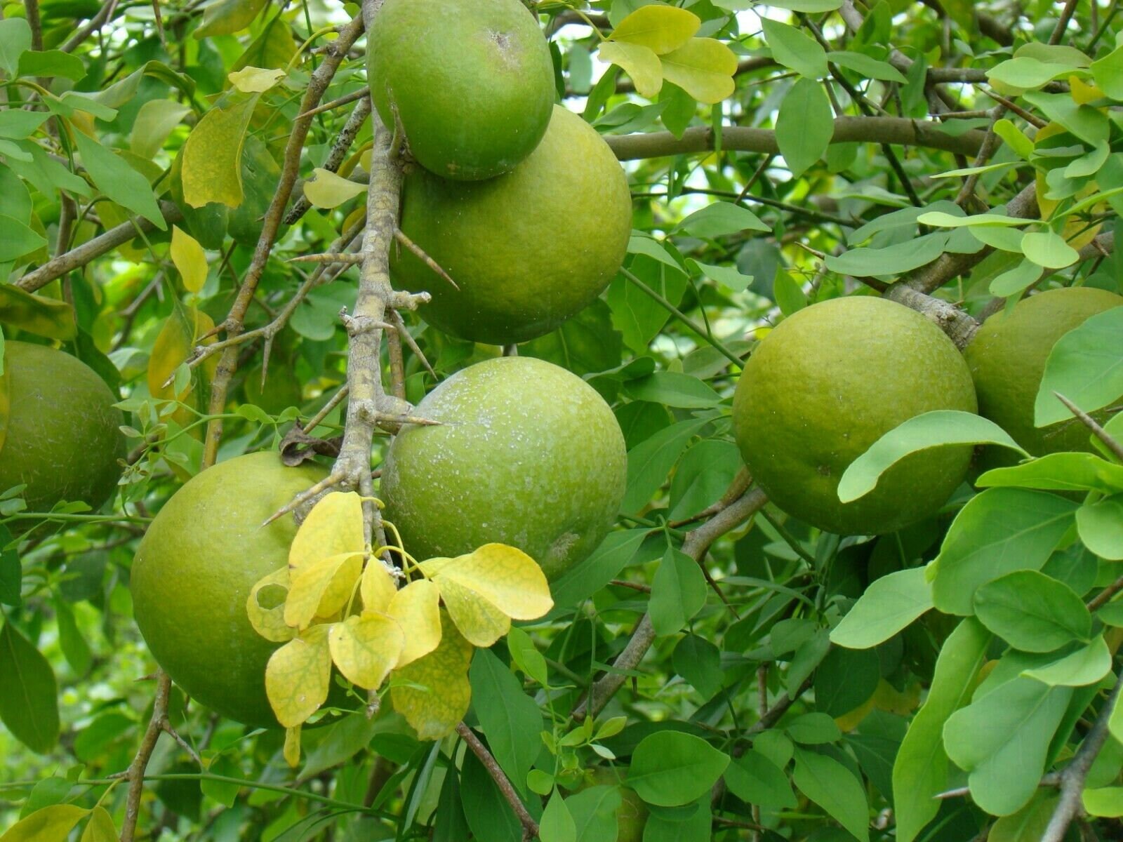 Bilva tree discount
