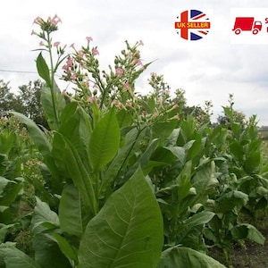 buy tobacco leaves uk Organic Tobacco Leaves