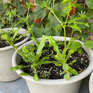 May include: Close-up of potted culantro plants with bright green leaves. The plants are in a light grey pot filled with dark soil. Other pots with similar plants are visible in the background, with green foliage.