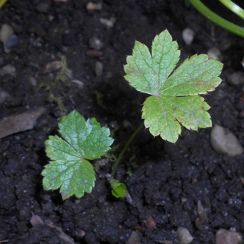 Astrantia Major Primadonna 20 fresh seeds UK Hardy Perennial Same Day Dispatch image 3