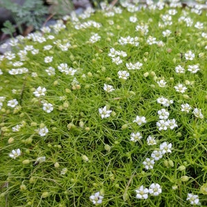 May include: A close-up of a patch of white flowers blooming in a bed of green grass.