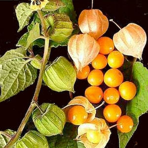 May include: A close-up of a branch of a plant with many small, orange, round fruits. The fruits are surrounded by papery, light brown husks. The plant has green leaves.