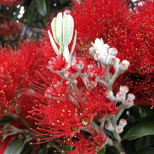 New Zealand Christmas Tree Metrosideros Excelsa 100 seeds Same Day Dispatch image 2
