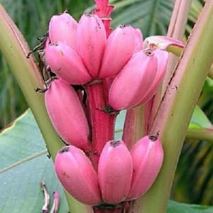 May include: A bunch of pink bananas growing on a banana tree. The bananas are still attached to the tree and have a pink hue.