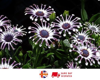 Blue Daisy Osteospermum "Whirligig" | 10 seeds | Rare | Perennial | Same Day Dispatch