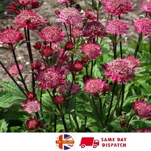 Astrantia Major Primadonna 20 fresh seeds UK Hardy Perennial Same Day Dispatch image 1