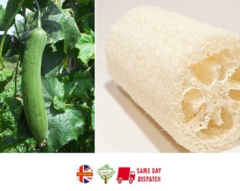 Luffa Sponge Gourd | 20 seeds | Loofah | Grow your own organic sponge!  |Same day dispatch
