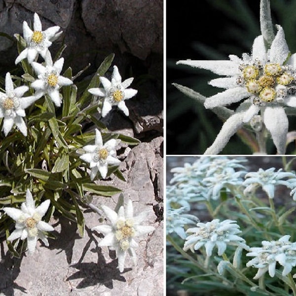 Edelweiss (Leontopodium Alpinum | 100 seeds | Alpine Rock Garden | Same Day Dispatch