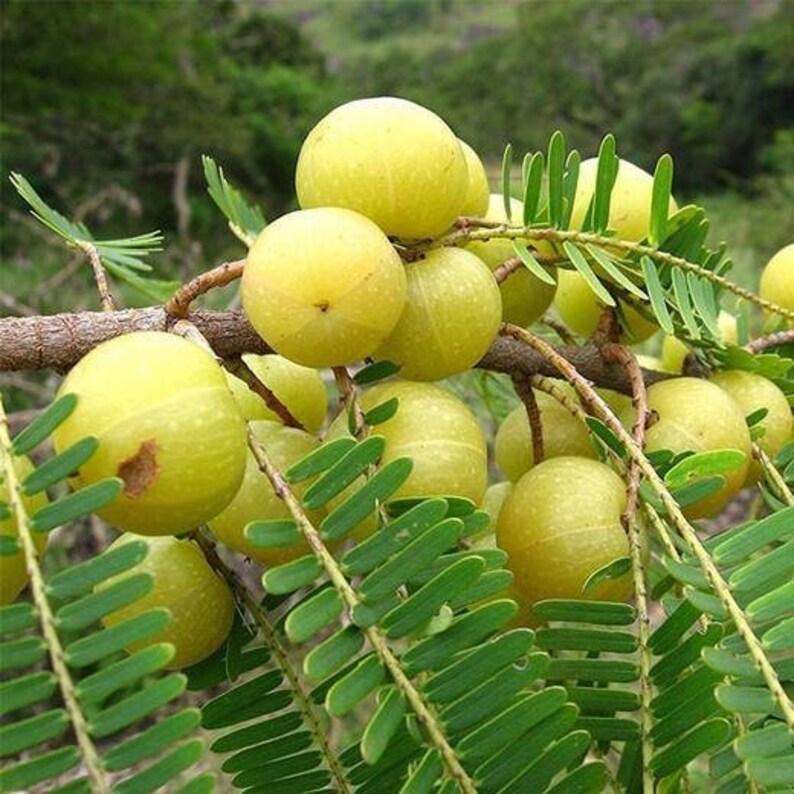 Indian Gooseberry Phyllanthus Emblica | 20+ Seeds | Amla | Same Day ...