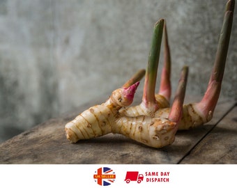 Greater Galangal (Alpinia Nigra) | Thai Ginger | 15 fresh Seeds | Same Day Dispatch