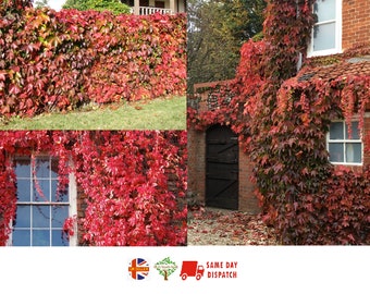 Virginia Creeper [Parthenocissus Quinquefolia] | 25 Seeds | Very Fast Growing | Great cover | Same Day Dispatch