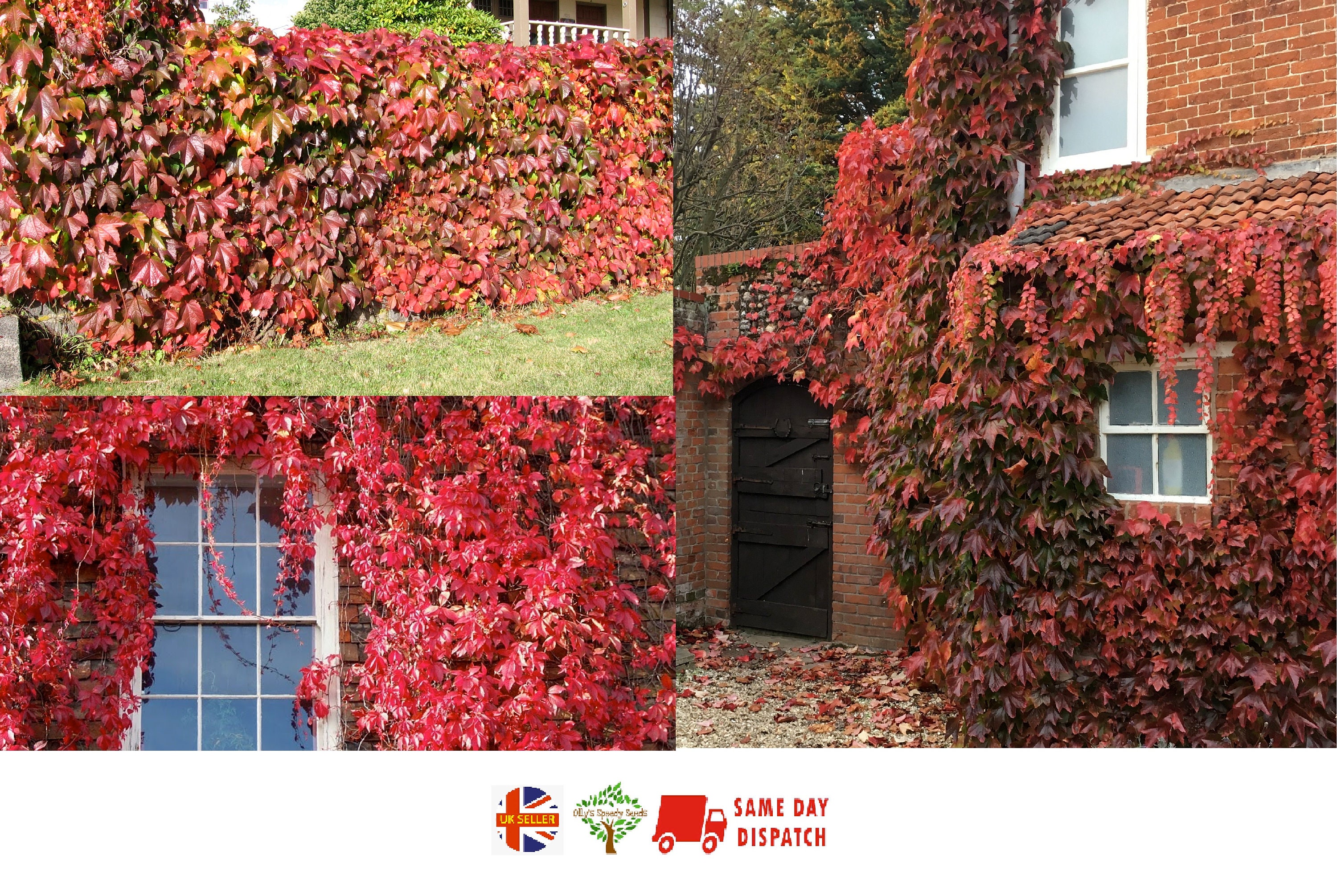 Virginia Creeper parthenocissus Quinquefolia 25 Seeds Etsy UK