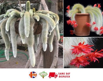 Monkey Tail Cactus (Cleistocactus Colademononis) | 20+ seeds | Same Day Dispatch