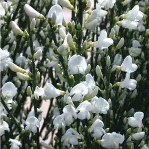 May include: A close-up of a bush with white flowers. The flowers are small and delicate, and they are clustered together in groups. The bush is green and leafy.