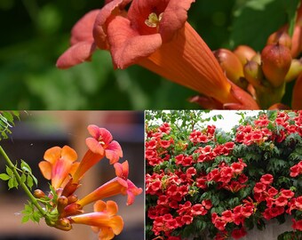 Trumpet Vine [Campsis radicans] 50+ fresh seeds | Vigorous Climber | Same Day Dispatch