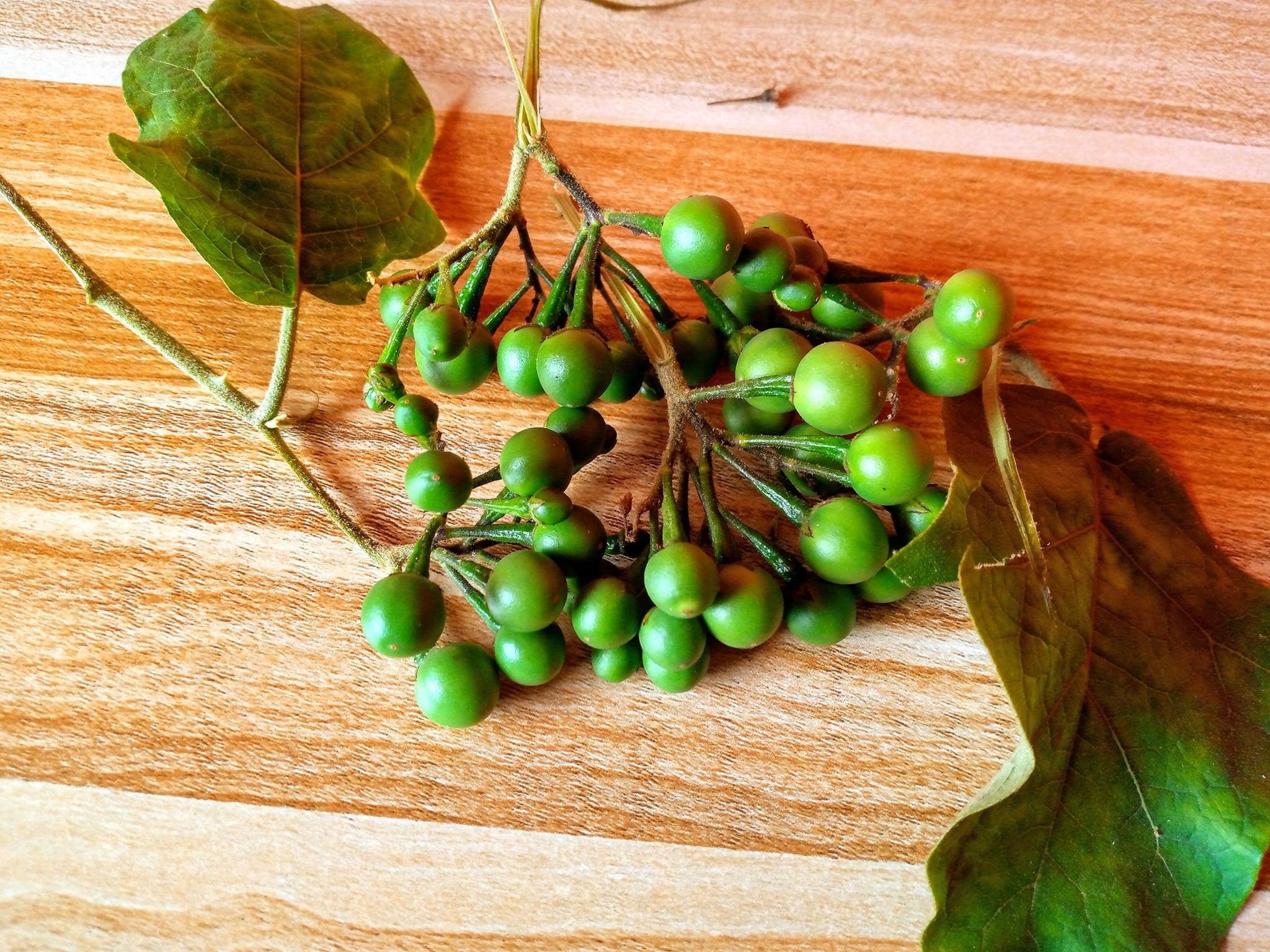 Semillas Solanum Torvum - Berenjena De Guisante, Planta Exótica, 10 Semillas Nuevas