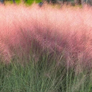 Muhly Grass Pink Cloud Muhlenbergia Capillaris 20 fresh seeds UK Hardy Same Day Dispatch image 3
