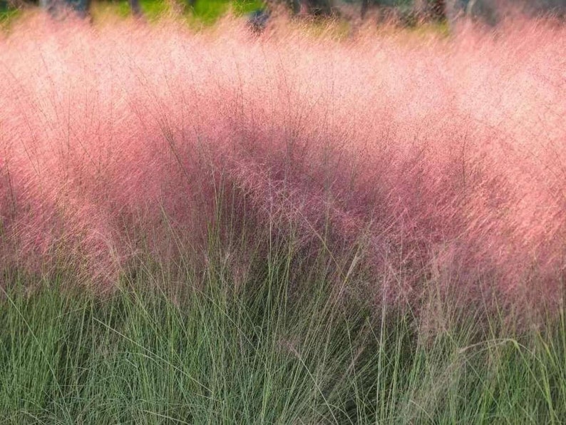 Muhly Grass Pink Cloud Muhlenbergia Capillaris 20 fresh seeds UK Hardy Same Day Dispatch image 3