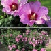 see more listings in the Flower Seeds section