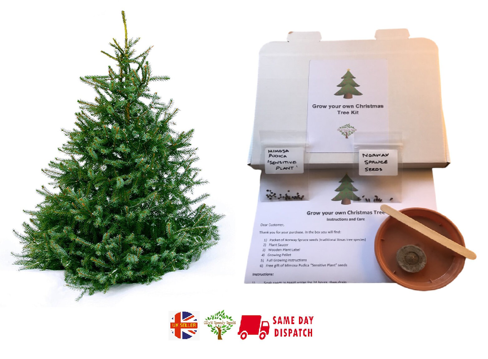 Grow Your Own Christmas Tree Kit 2022 Xmas Kids Stocking | Etsy
