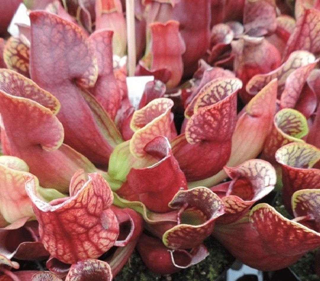 Purple Pitcher| 20+ Seeds | Sarracenia Purpurea | Carniverous | Same ...