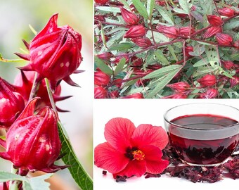 Hibiscus Sabdariffa | 30 seeds | Roselle Tea | Belchanda | Same Day Dispatch