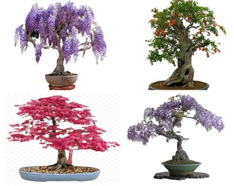 Bonsai Tree Seed Mix 1 | 40+seeds, 10 of each species | Same Day Dispatch