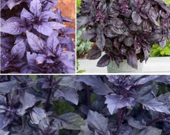 Dark Opal Basil | 200+ seeds | Purple | Year Round Easy Herb | Same Day Dispatch