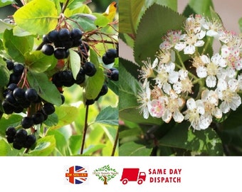 Black Chokeberry (Aronia Melanocarpa) 20+ seeds | UK Hardy | Same Day Dispatch