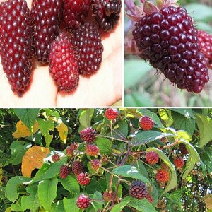 Andean Raspberry Rubus Glaucus | 20+ Seeds | Mora De Castilla Same Day ...