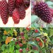 Andean Raspberry Rubus Glaucus | 20+ Seeds | Mora De Castilla Same Day ...