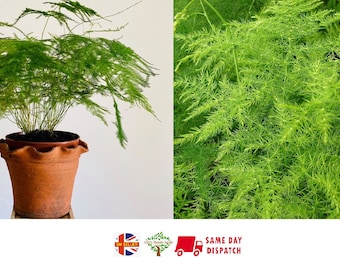 Asparagus Fern | 15+ seeds | Lace Fern | Indoor Houseplant | Same Day Dispatch