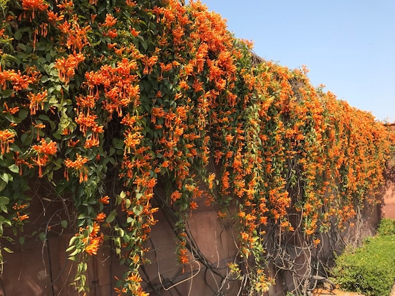 Cape honeysuckle discount