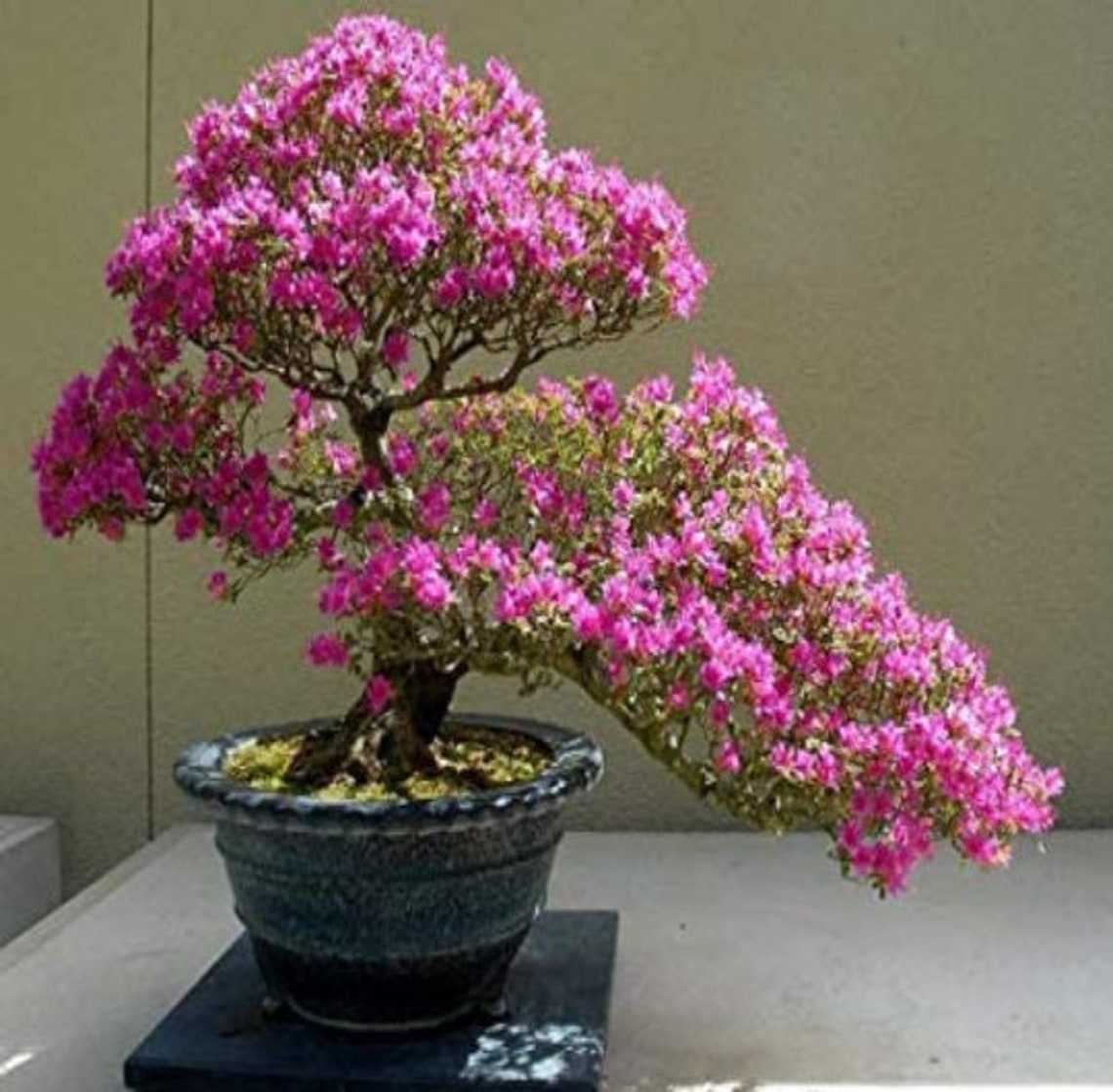 Grow Your Own Bonsai Starter Kit Judas Tree Indoor Gift Etsy UK