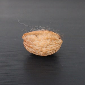 May include: A close-up of a brown walnut shell with a few strands of hair on the surface.