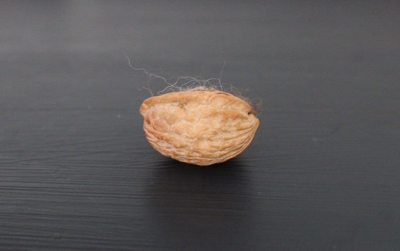 May include: A close-up of a brown walnut shell with a few strands of hair on the surface.