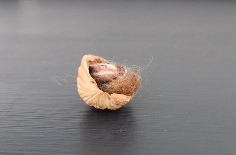 May include: A small, brown, felt ball nestled inside a halved walnut shell.