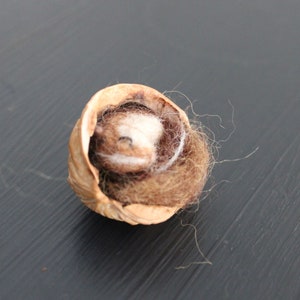 May include: A small, brown, felt animal curled up inside a hollowed-out walnut shell.