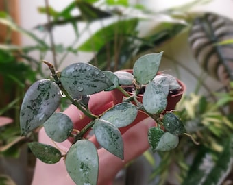 Hoya Krohniana Eskimo ~ Planta bebé ~ Planta de escritorio ~ Regalo para amantes de las plantas ~ Planta de inicio viva
