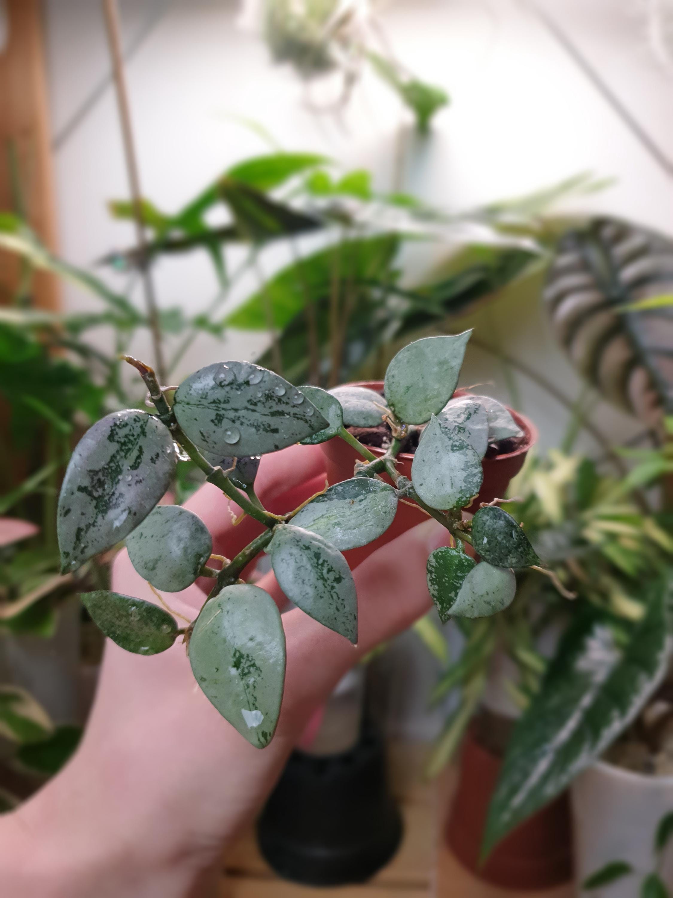 Hoya lacunosa violet - Etsy 日本