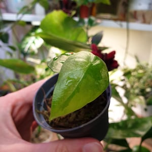 Baby Alocasia Macrrrhiza Pflanze ~ Elefantenohr ~ Rare Tropische Zimmerpflanze ~ Einfache Zimmerpflanze