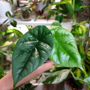Baby Alocasia Sinuata ~ Home Plant Collection ~ Garden and Pot ~ Baby plant ~ Starter plant ~ Alocasia plant