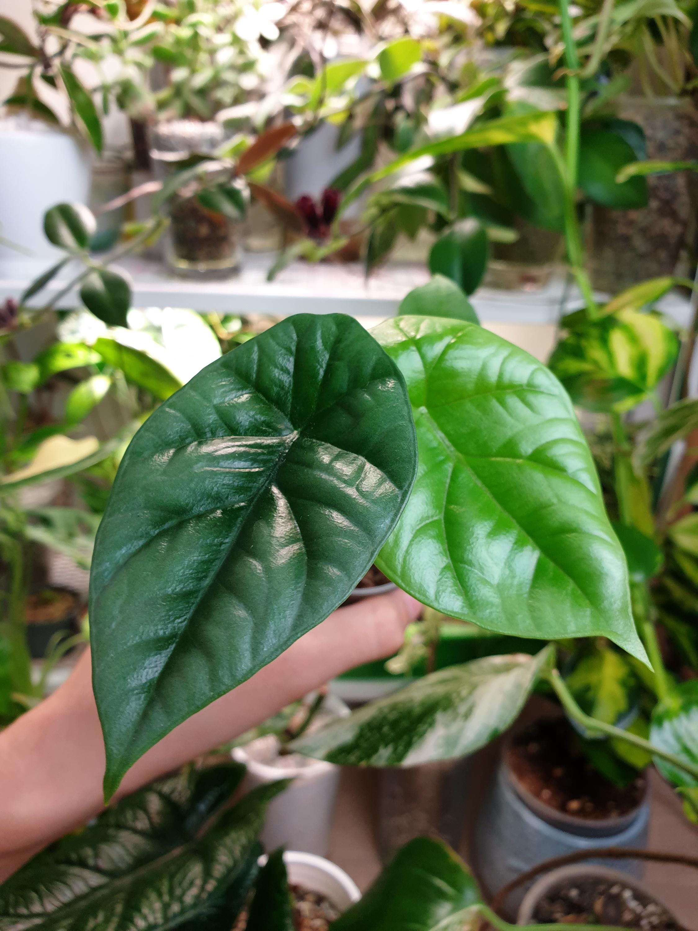 Alocasia sinuata - Etsy 日本