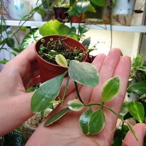 ベビーディスキディア・オイアンサ・ヴァリエガータ ~ 植物コレクション ~ ヴァリエガータ植物 ~ ベビー植物 ~ スターター植物 ~ ディスキディア植物
