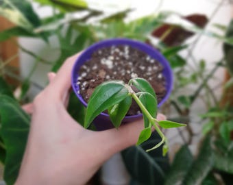 Hoya Bella ~ Hoya bebé ~ Planta de inicio ~ Planta de interior fácil ~ Planta floreciente ~ Decoración del hogar ~ Regalo para amantes de las plantas