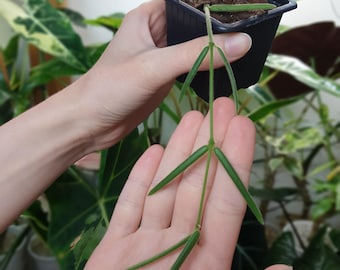 Hoya linearis ~ Hoya joven ~ Planta de iniciación ~ Planta de interior fácil ~ Planta con flores ~ Decoración del hogar