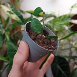 Hoya Mathilde ~ Hoya bebé ~ Planta joven ~ Planta de interior fácil de cuidar ~ Planta con flores ~ Decoración del hogar ~ Regalo para amantes de las plantas